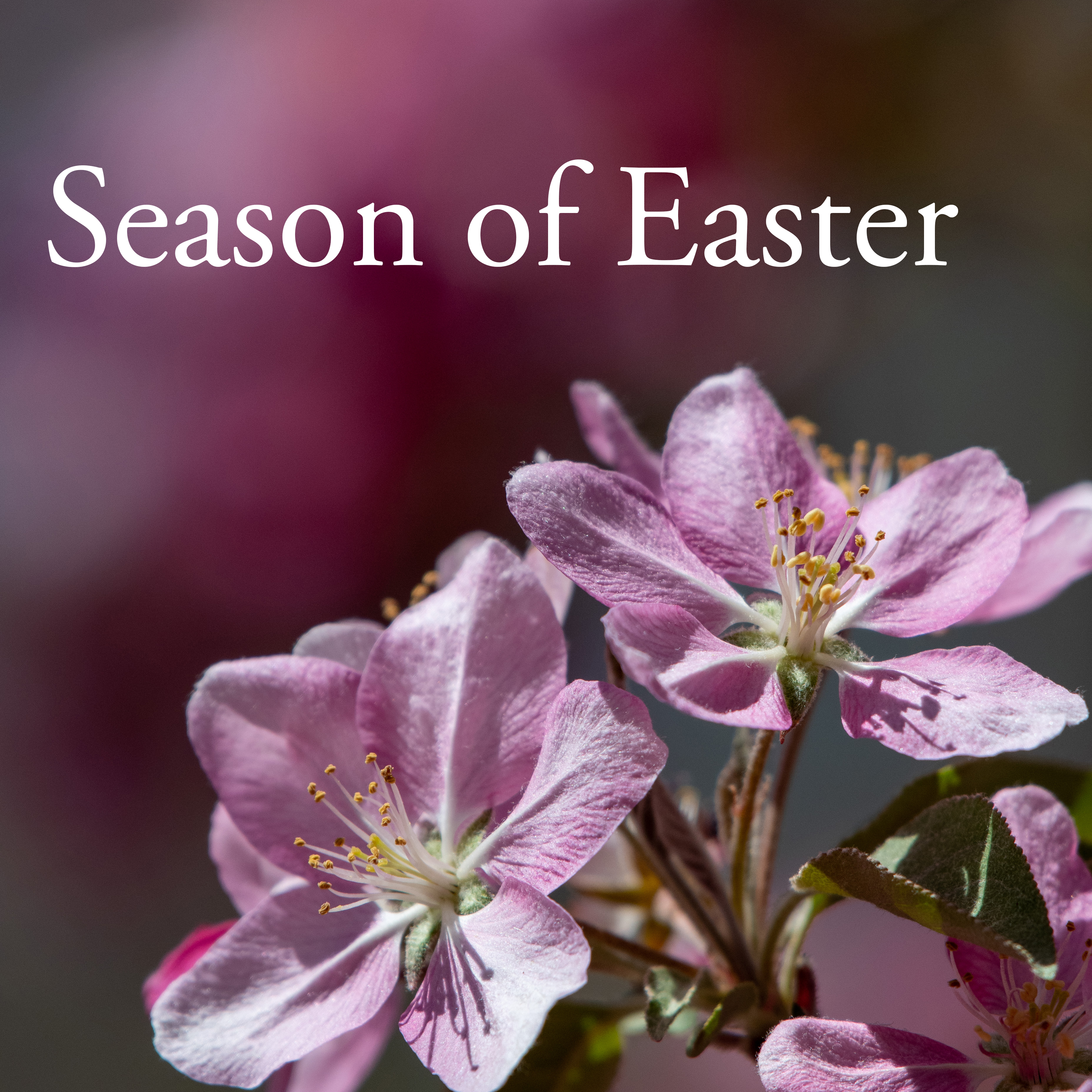 Season of Easter: United While Seperate